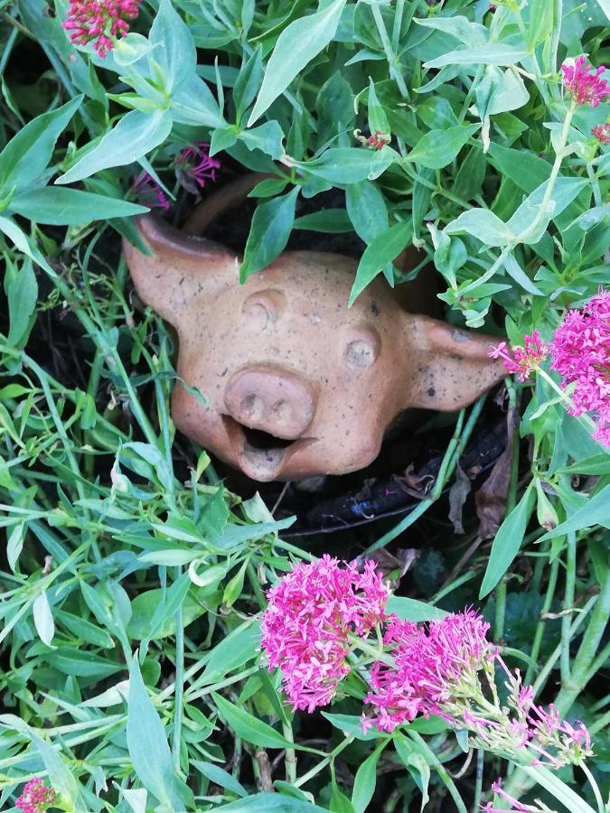 Au Cochon Qui Rit Διαμέρισμα Flines-Les-Mortagne Εξωτερικό φωτογραφία